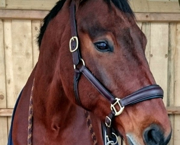 horse Lawrence of Arabia (German Warmblood, 2004, from Last Minute)
