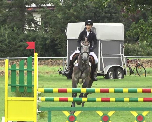 Springpferd Caro 98 (KWPN (Niederländisches Warmblut), 2009, von Zannini R)
