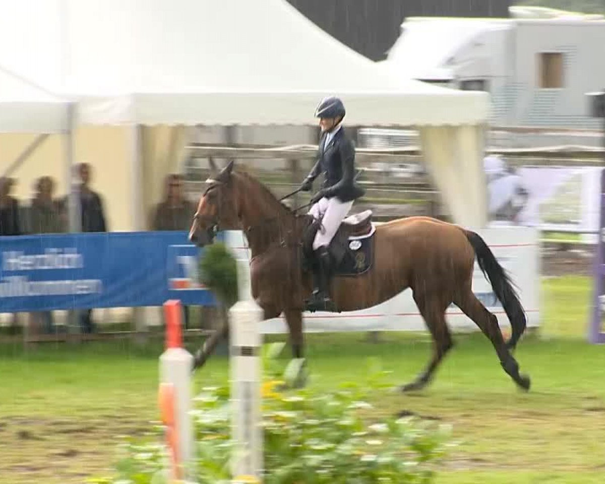 Zuchtstute Baldorra (Oldenburger, 2007, von Baloubet du Rouet)