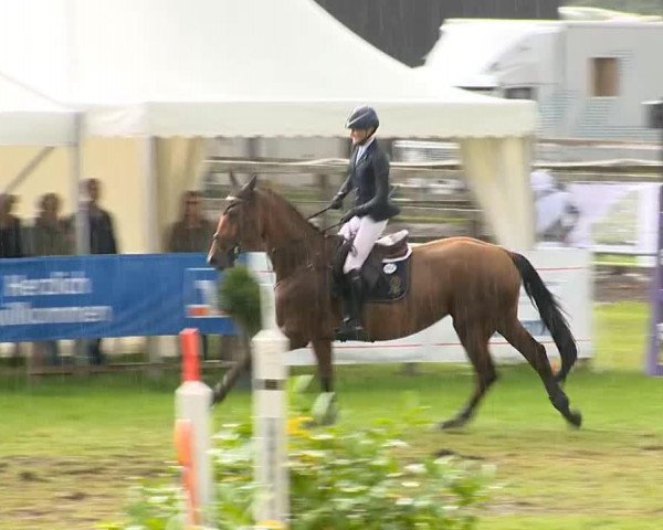 broodmare Baldorra (Oldenburg, 2007, from Baloubet du Rouet)