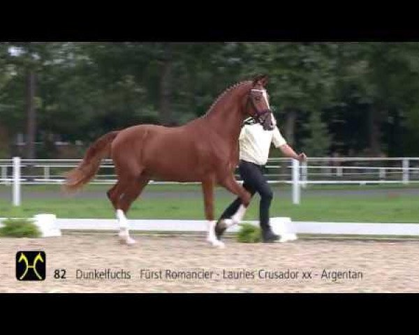 horse Fürst Lauries (Hanoverian, 2011, from Fürst Romancier)