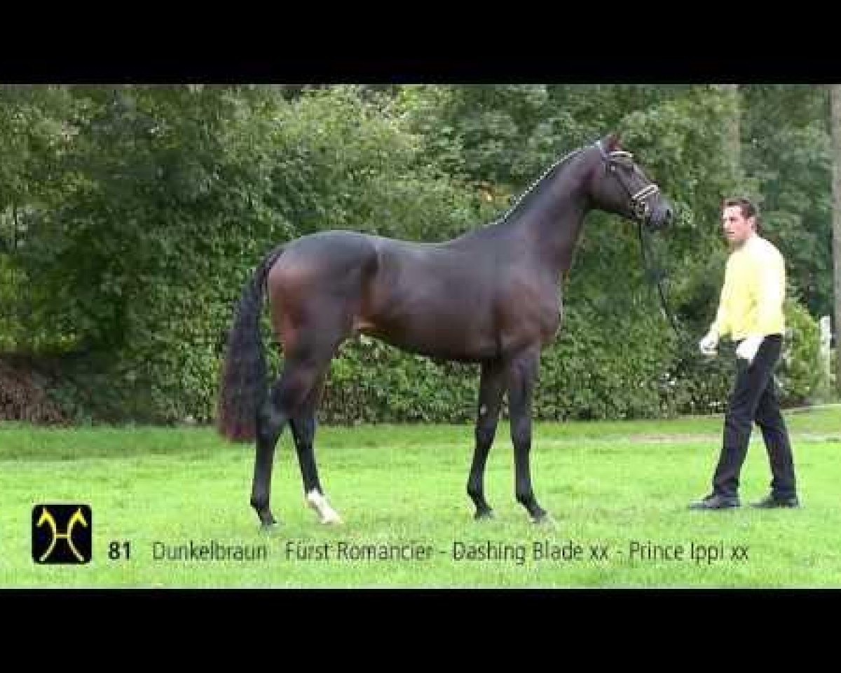 horse Fürst Wardasha Ymas (Hanoverian, 2011, from Fürst Romancier)