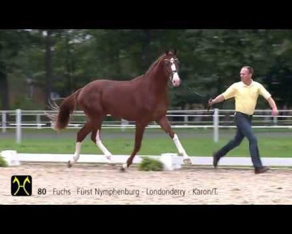 dressage horse Furby de La Ferme Rose (Hanoverian, 2011, from Fürst Nymphenburg)