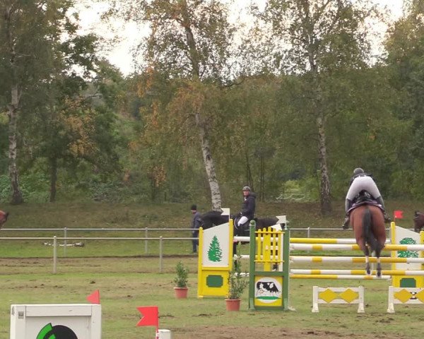 Reitturnier Gardelegen 2020