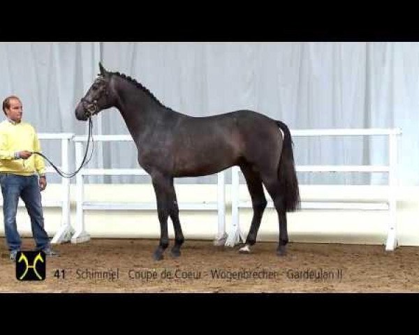 horse Casparo (Hanoverian, 2011, from Coupe de Coeur 2)