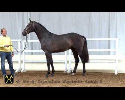 horse Casparo (Hanoverian, 2011, from Coupe de Coeur 2)