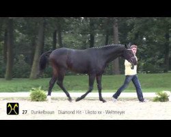 dressage horse Domino Gold (Hanoverian, 2011, from Diamond Hit)