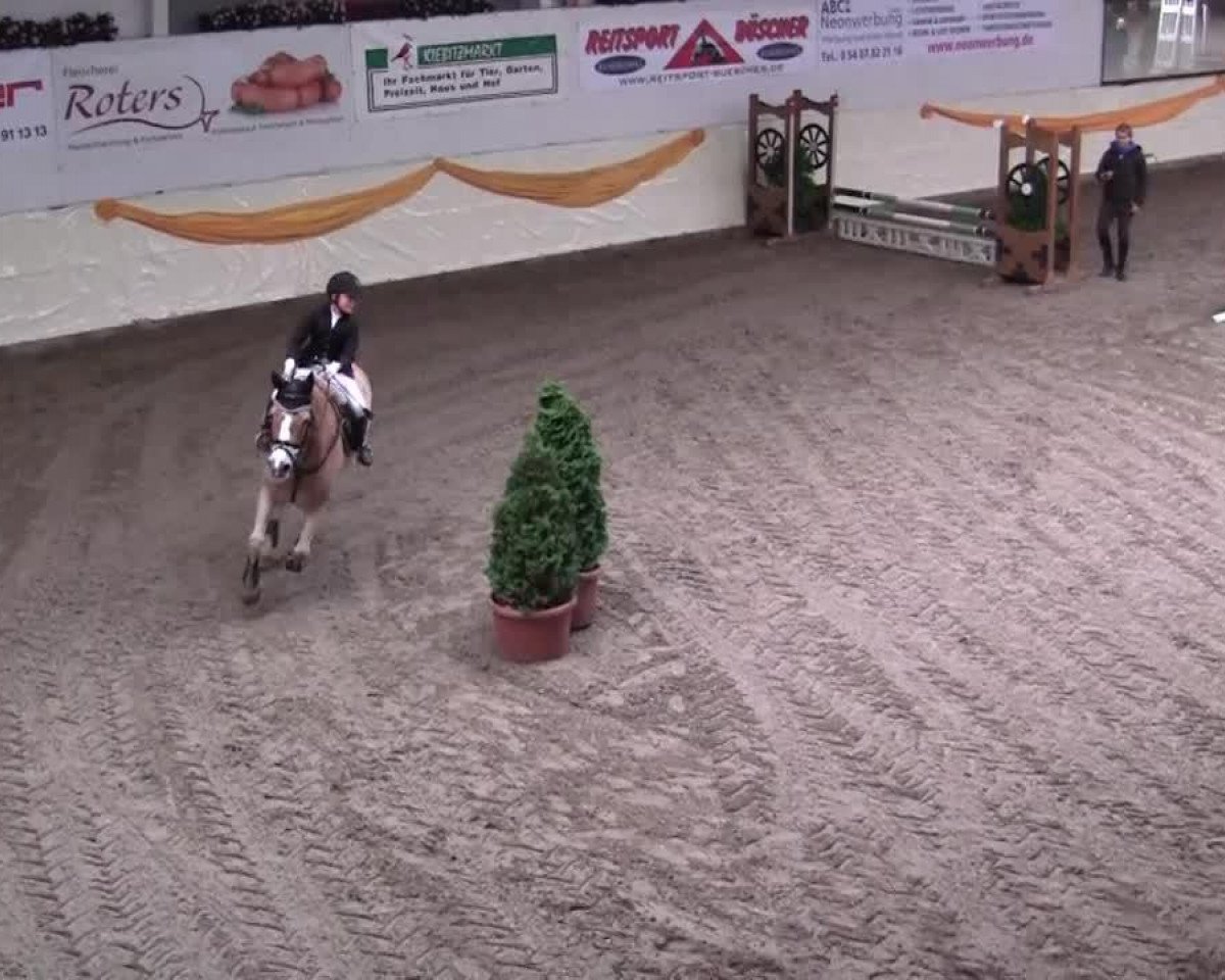 horse Micki 1 (unknown, 0000)