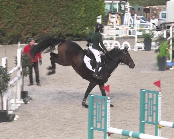 Reitturnier Worms-Pfeddersheim / Reitsportanlage Wittemer 2020