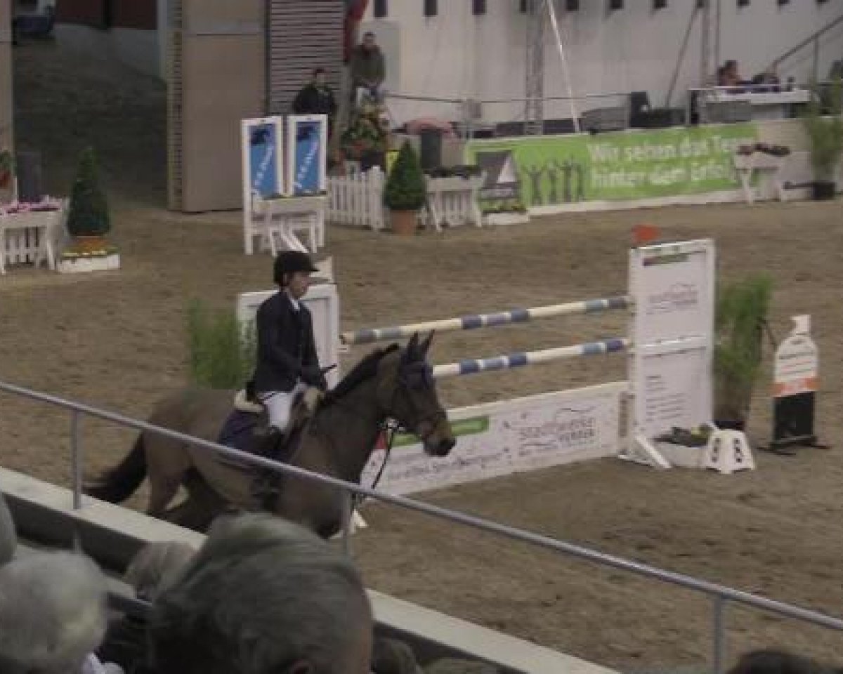 Springpferd Olivia Pope (Holsteiner, 2005, von Quintero)