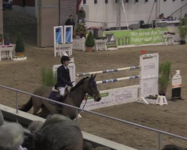 Springpferd Olivia Pope (Holsteiner, 2005, von Quintero)
