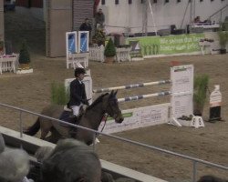Springpferd Olivia Pope (Holsteiner, 2005, von Quintero)