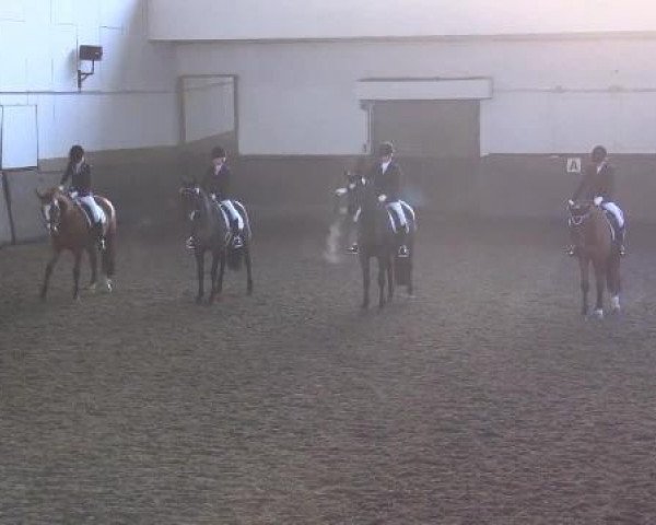 dressage horse Manijero XVII (Pura Raza Espanola (PRE), 2005, from Impetuoso-Mac) dressage horse Manijero XVII (Pura Raza Espanola (PRE), 2005, from Impetuoso-Mac)