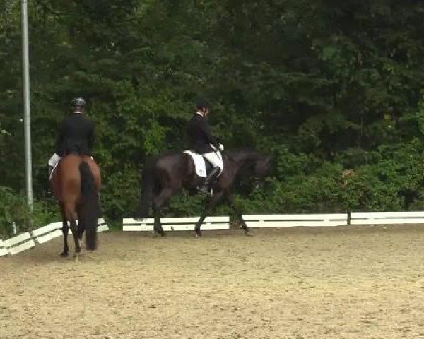 dressage horse Deluna 2 (Westphalian, 2008, from Dramatic)
