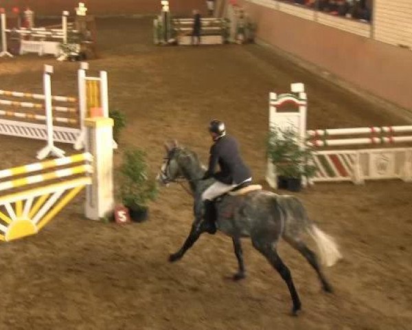 Springpferd Carinia 3 (Westfale, 2008, von Cartani 4) Springpferd Carinia 3 (Westfale, 2008, von Cartani 4)