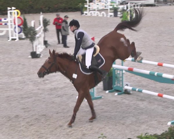 Reitturnier Worms-Pfeddersheim / Reitsportanlage Wittemer 2020