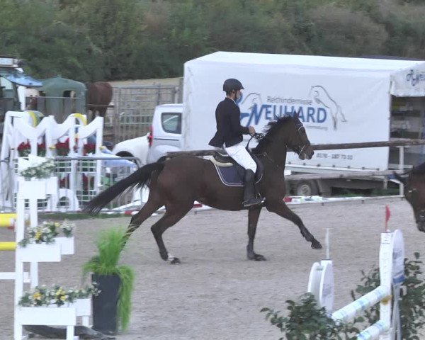 Reitturnier Worms-Pfeddersheim / Reitsportanlage Wittemer 2020