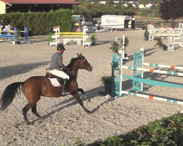 Reitturnier Worms-Pfeddersheim / Reitsportanlage Wittemer 2020