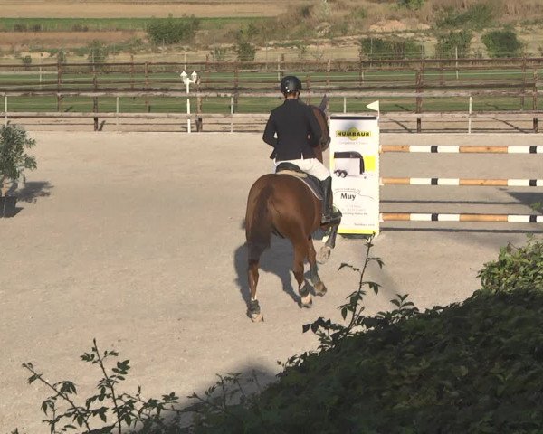 Reitturnier Worms-Pfeddersheim / Reitsportanlage Wittemer 2020