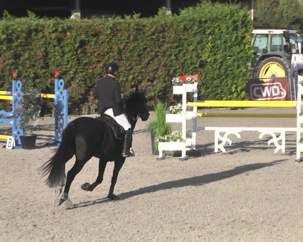 Reitturnier Worms-Pfeddersheim / Reitsportanlage Wittemer 2020