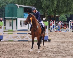 Springpferd Bernadette W 3 (Holsteiner, 2016, von Balous Bellini)
