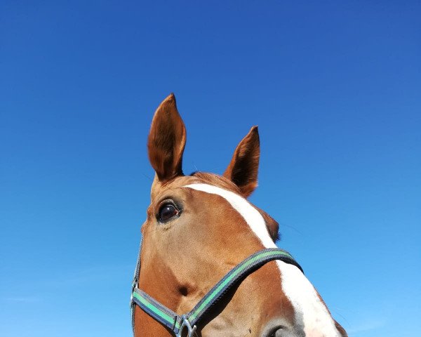 Pferd Sansibar Fox (Oldenburger, 2010, von So What a Feeling)