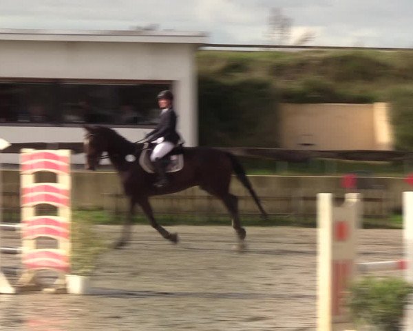 Reitturnier Schülp / Rendsburg 2020