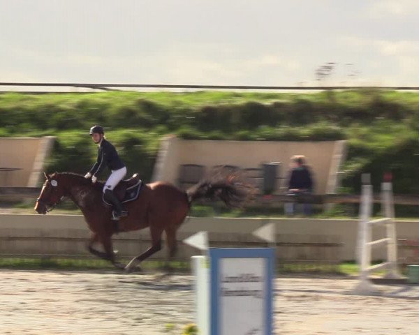 Reitturnier Schülp / Rendsburg 2020