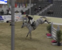 jumper R.Z. Wallstreet (Swedish Warmblood, 2007, from VDL Cardento 933)