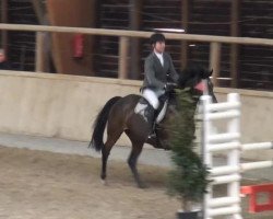 broodmare Casira H (Oldenburg, 2008, from Casiro I)