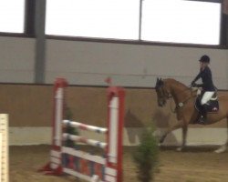 jumper Simmerick (Hanoverian, 2007, from Hunter's Scendix)