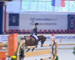 broodmare Corania 4 (Holsteiner, 2008, from Contendro II)