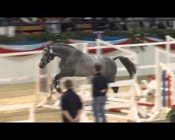 jumper Quadras (Holsteiner, 2011, from Quadros 3)