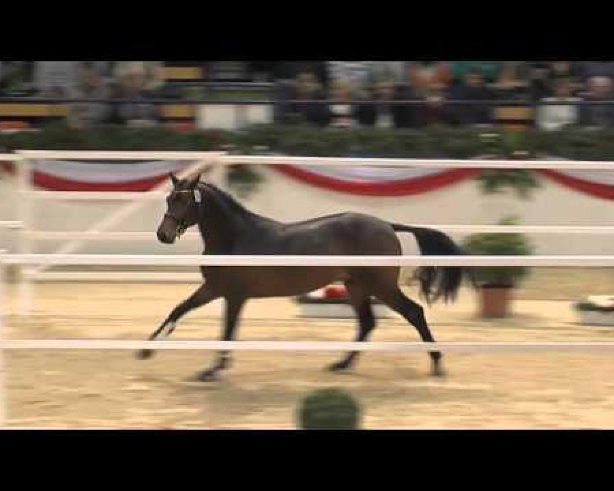 horse Nektorio (Holsteiner, 2011, from Nekton)