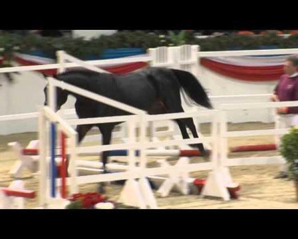 stallion Cormint de Lux (Holsteiner, 2011, from Cormint)