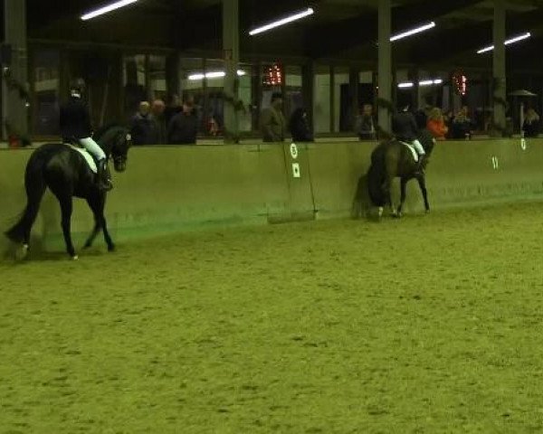 jumper Amore Mio 22 (German Sport Horse, 2007, from Asklepios)