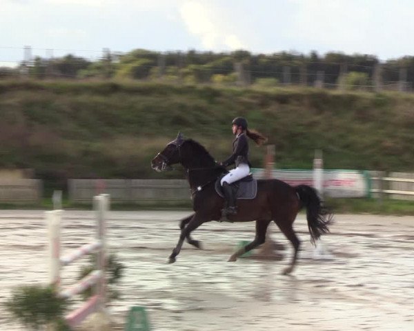 Reitturnier Schülp / Rendsburg 2020