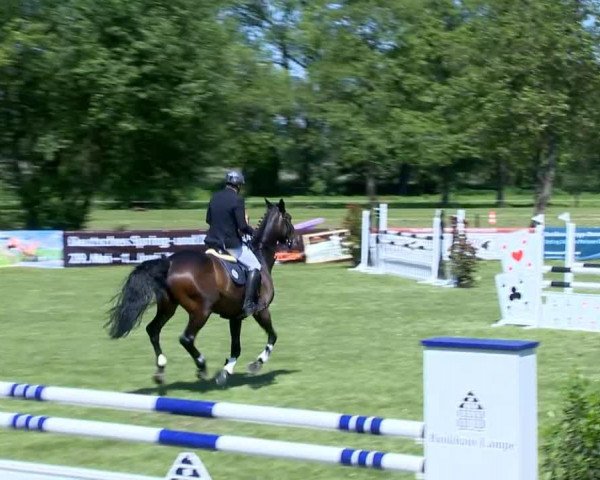 jumper Sashia 2 (Hanoverian, 2008, from Stenograph 176 FIN) jumper Sashia 2 (Hanoverian, 2008, from Stenograph 176 FIN)