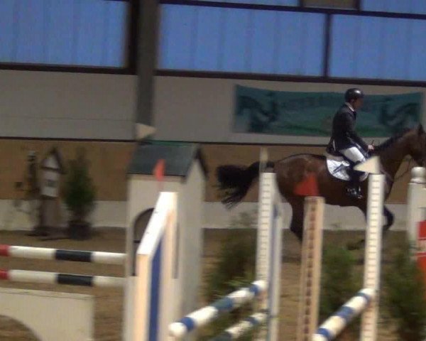 Springpferd Acandos 2 (Holsteiner, 2008, von Acorado I)