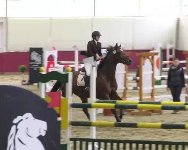 Springpferd Indra 140 (Luxemburgisches Reitpferd, 2008, von Ep Oorklep)