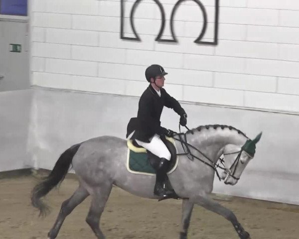 Springpferd Cassina 68 (Holsteiner, 2008, von Cassini II)