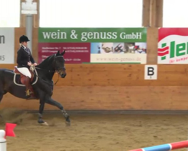 Springpferd Coup de Foudre 2 (Deutsches Sportpferd, 2004, von Convoi)