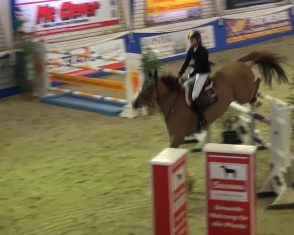jumper Vegas de Sainte Hermelle (Belgium Sporthorse, 2005, from Ogano Sitte)