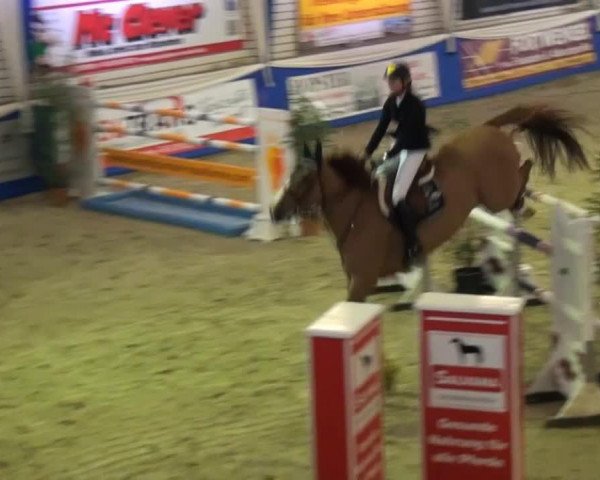 jumper Vegas de Sainte Hermelle (Belgium Sporthorse, 2005, from Ogano Sitte)