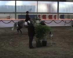 horse Air Corrado (unknown, 0000)