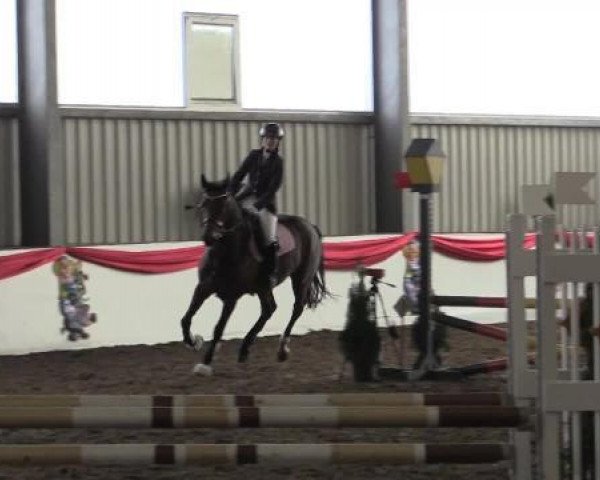 Springpferd Djamaika (KWPN (Niederländisches Warmblut), 2008, von Decor Dreamcatcher)