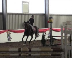 Jumper Djamaika (KWPN (Dutch Warmblood), 2008, from Decor Dreamcatcher)