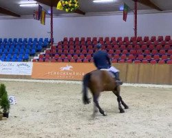 Springpferd Annabell 485 (Holsteiner, 2008, von Colman)