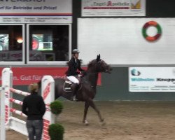 broodmare Tinkerbell de La Pomme (Selle Français, 2007, from Tinka's Boy)