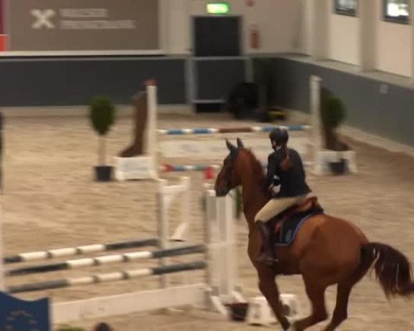 jumper Deichbaron (Oldenburg, 2007, from Dimaggio)